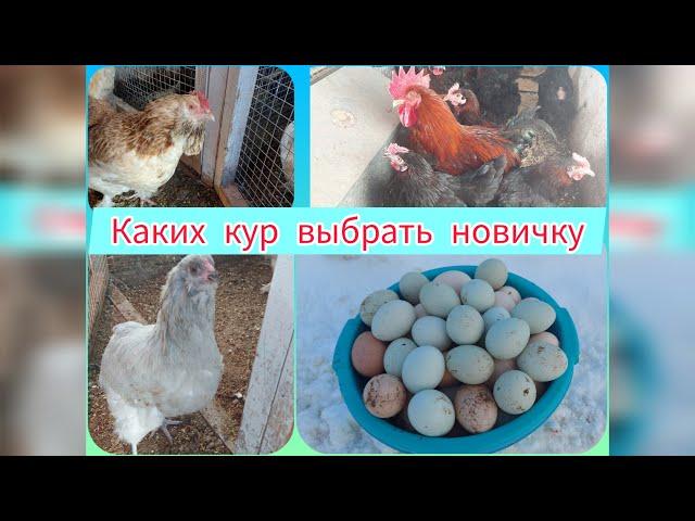 КАКИХ КУР ВЫБРАТЬ НОВИЧКУ | ПОРОДЫ КУР В МОЕМ ХОЗЯЙСТВЕ