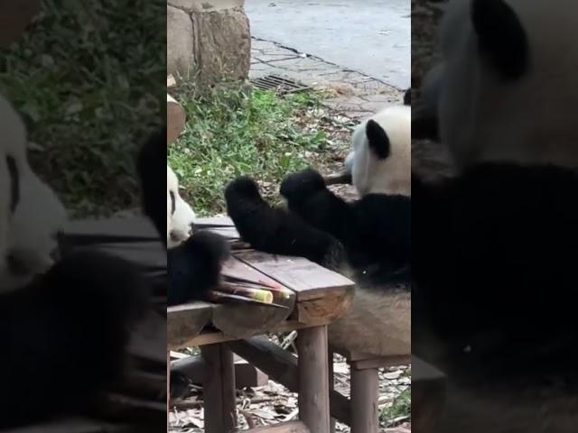 小小年纪大佬气质～ #panda #giantpanda #pandachina #cutepanda #熊猫 #大熊猫 #熊猫宝宝 #熊猫日常 #国宝熊猫 #国宝大熊猫 #国宝不愧是国宝