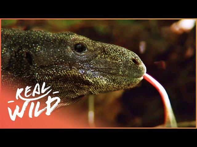 Tracking The Tree Crocodile In Indonesia's Forests | The Biggest Lizard In The World | Real Wild
