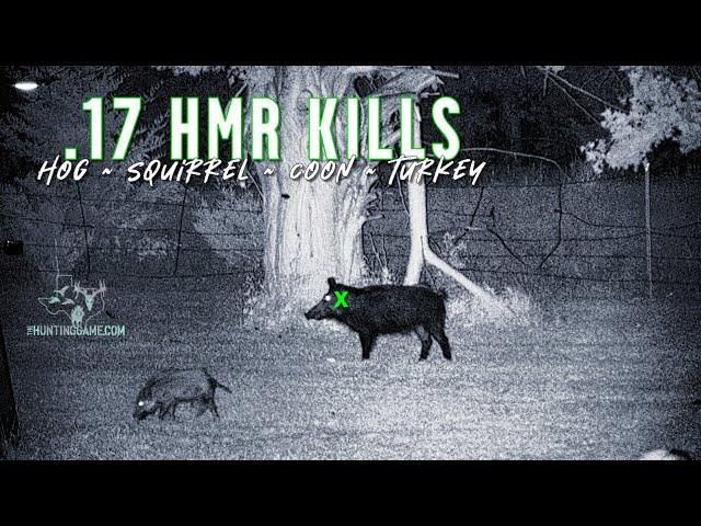 17 HMR Kill Shots | BEST BUDGET Gun In Your Safe!