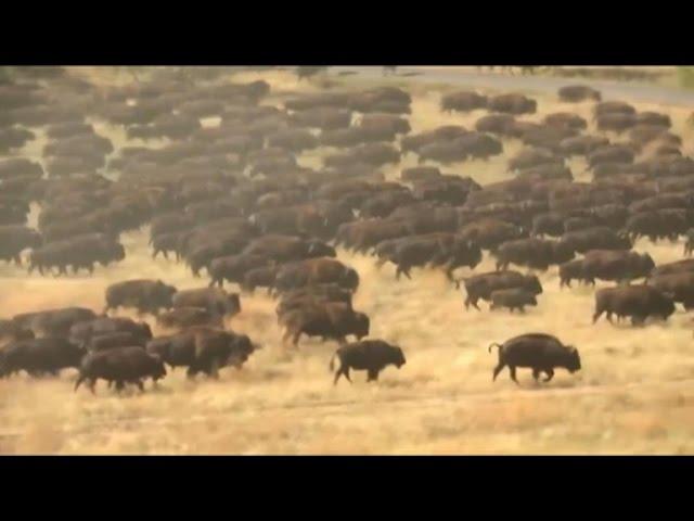 Buffalo herd wows South Dakota crowd