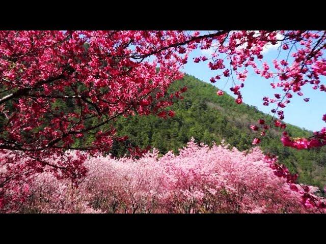 櫻花開了!2021櫻花季花況更新-台灣各地區最佳賞櫻熱點! Taiwan's most beautiful cherry blossom viewing spot!