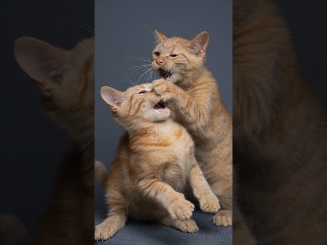 Orange kitties  #furryfritz #catographer #kittens #orangecats #funnykittens #angrycat #meow