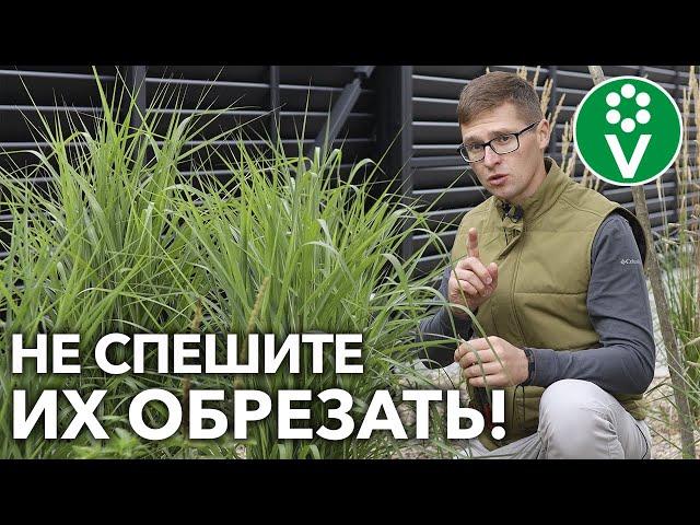 ЗЛАКИ БУДУТ УКРАШАТЬ САД ДАЖЕ ЗИМОЙ! НЕ обрезайте их осенью!