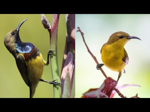 Olive-Backed Sunbird / Yellow-Bellied Sunbird of Singapore Documentary