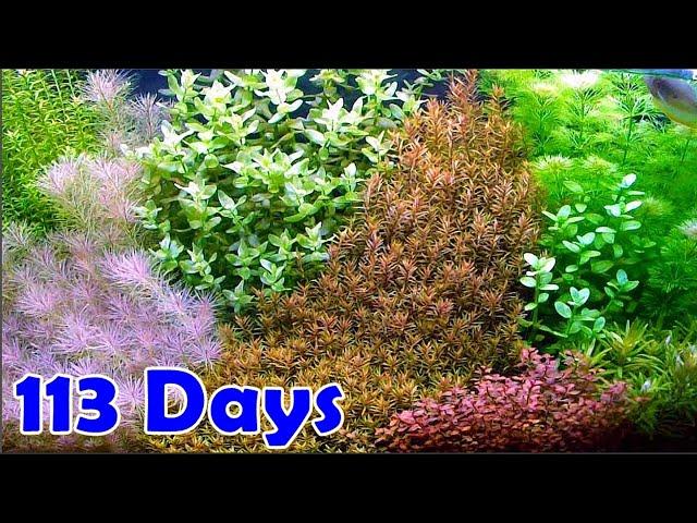 60cm AQUASCAPE DUTCHSTYLE - Step By Step Tutorial