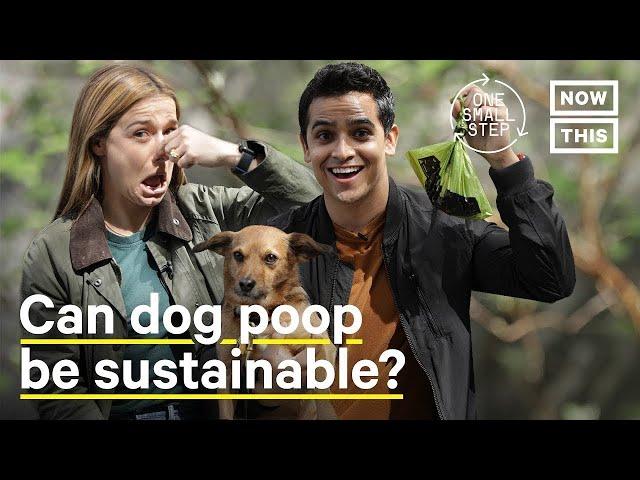 How to Dispose of Dog Poop the Green Way | One Small Step