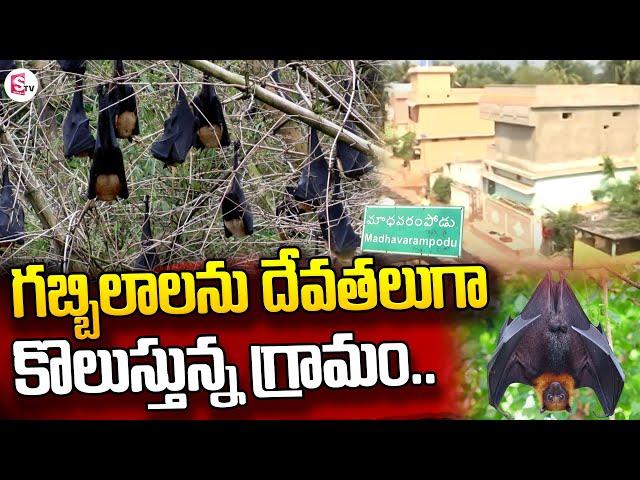 Villagers of Madhavarampodu in Kadapa District is Worshipping Bats | Madhavarampodu | SumanTV