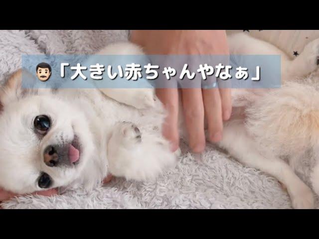 駄々をこねるチワワうにちゃんが可愛すぎる