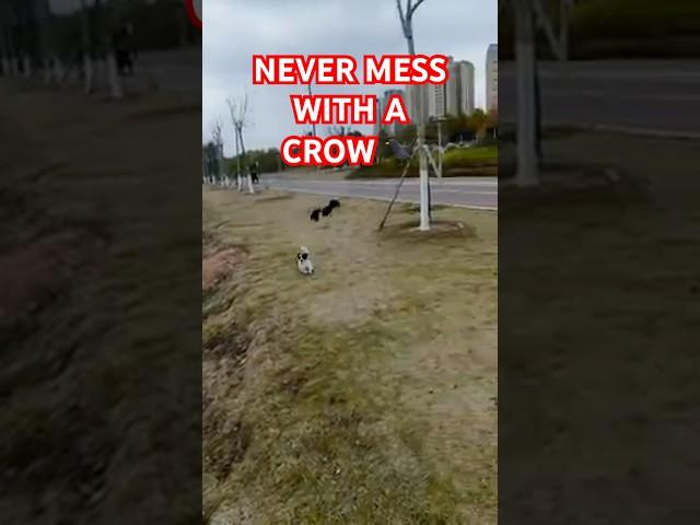 This Is WHY You NEVER Mess with a CROW!