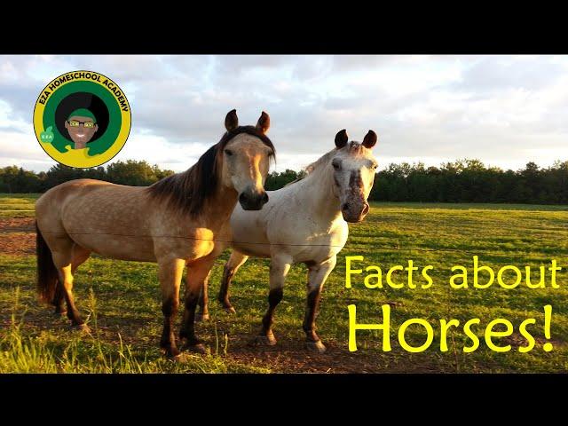 Horse Facts for Kids | All about Horses