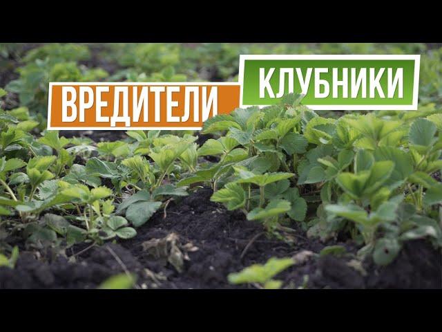 Чем обработать клубнику от вредителей   Защита клубники от болезней