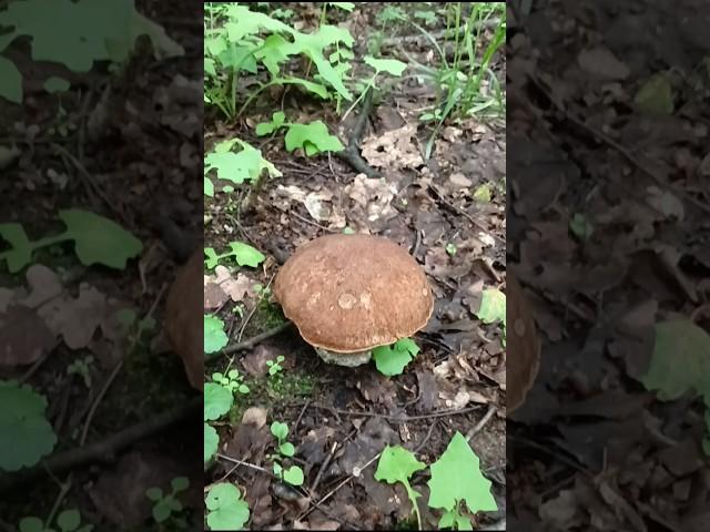 Белый Гриб пограничник боровик #Boletusedulis #god #грибы #шортс #mushroom #nature #лето2025 #shorts