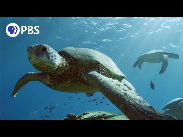 What Makes Hawaii's Green Sea Turtles Unique?