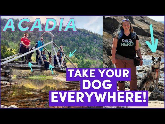 Acadia with Dogs: America's Most Dog-Friendly National Park! (w/ 4 guide dog trainers and 3 dogs!)