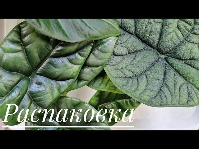 Распаковка посылки с алоказиями(Мело, Синуата, Регал Шилдс)