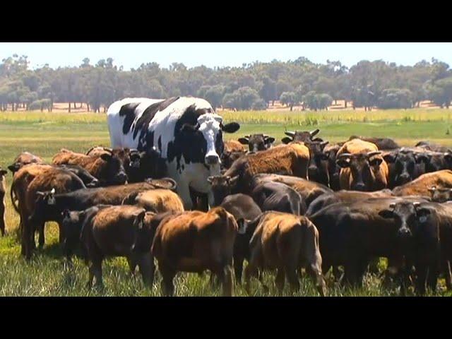 This Enormous 'Giant Cow' in Australia Is Too Big for a Slaughterhouse