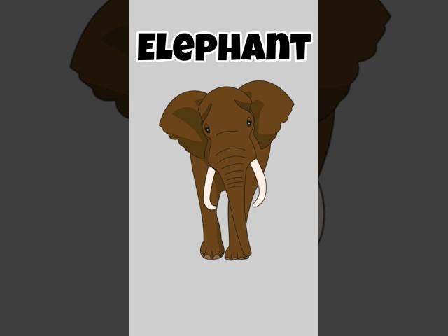 Animals for kids|Vocabulary|English|Elephant|Bear|Giraffe|Camel|Hippo|Rabbit #english #vocabulary
