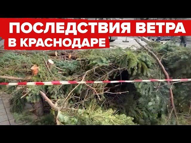 Сильный ветер в Краснодаре сорвал кровлю с домов и повалил деревья. 6 февраля 2024