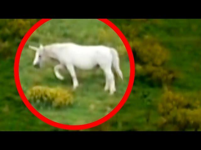 Unicorns Caught on Tape (BEST UNICORN SIGHTINGS)