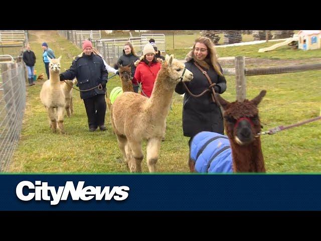 Stay calm by walking an alpaca