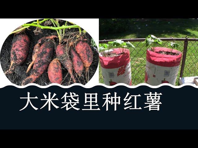 米袋子里种红薯/红薯的扦插技术