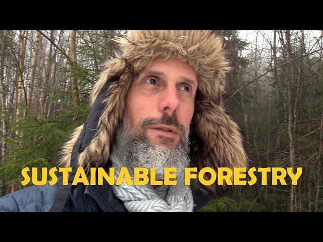 The Swedish Forest - sustainable forestry