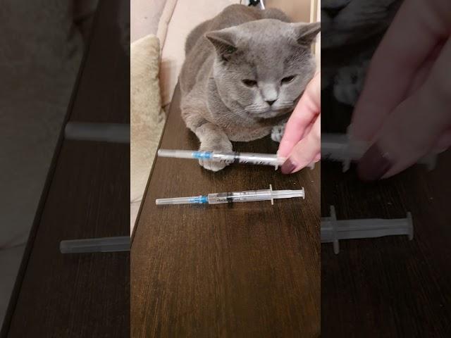 Кот паук и уколы.