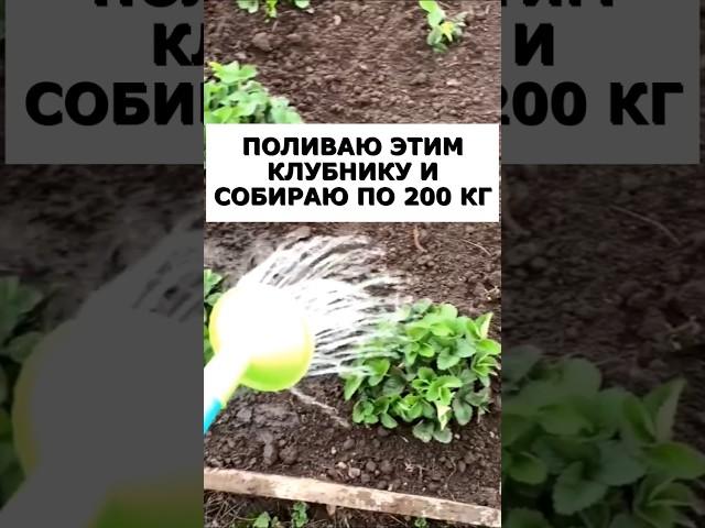 Поливаю этим клубнику и собираю по 200 кг крупных ягод #огород #дача #сад #урожай #клубника