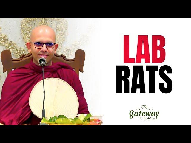 Lab Rats