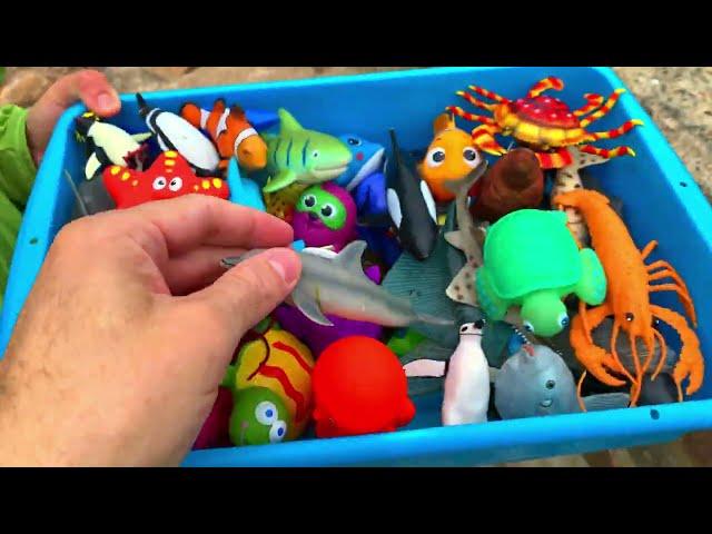 Sea Animals and Ocean Creatures Fun Facts at the River