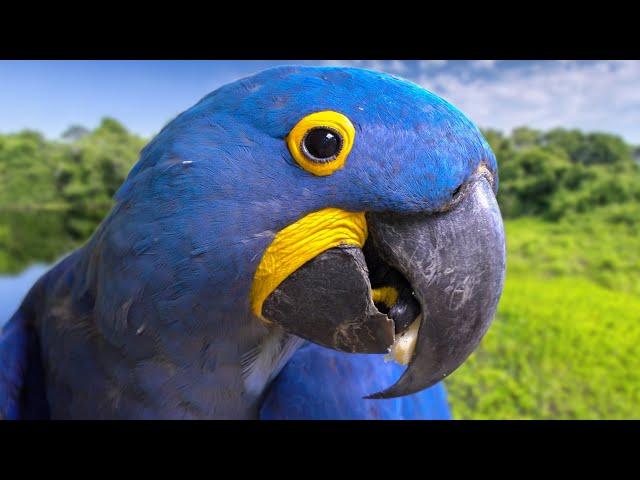 The Most Beautiful Parrot On Earth | Hyacinth Macaw