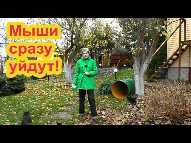 Как радикально избавиться от мышей