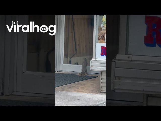 The Peanut Store’s Best Customer || ViralHog