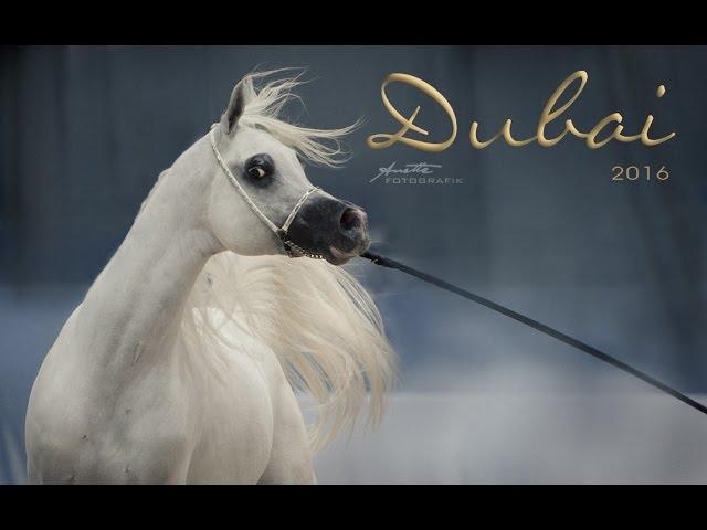 Dubai International ARABIAN HORSE Championship 2016