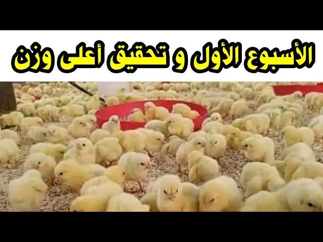 ملخص الأسبوع الأول للفراخ البيضاء و تحقيق أعلى وزن