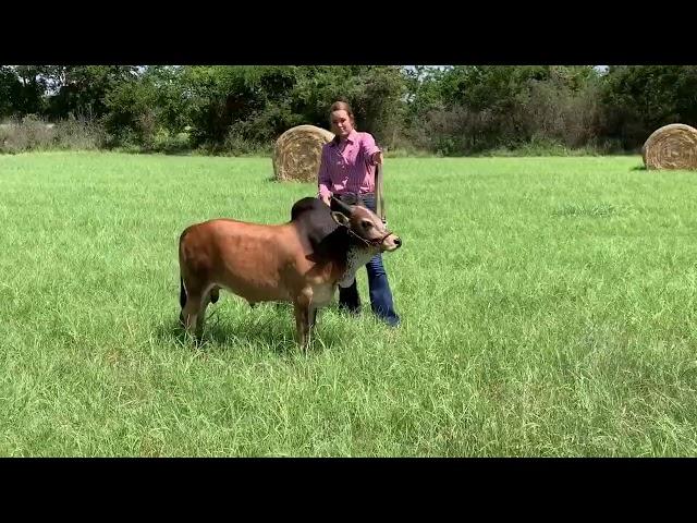 International Miniature Zebu Association (IMZA) Online/Virtual Stock Show Example Video 2020