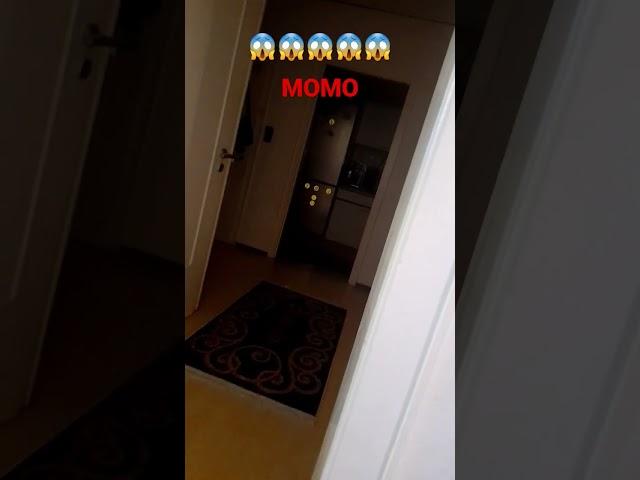 MOMO FIND YOU