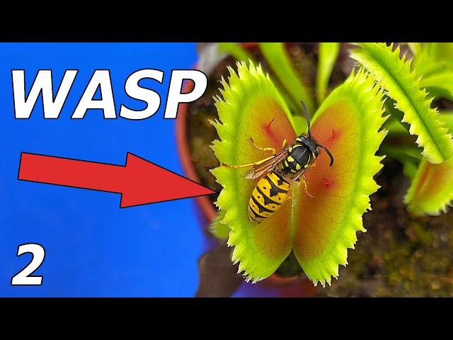 Wasp vs Venus Flytrap - Event 2