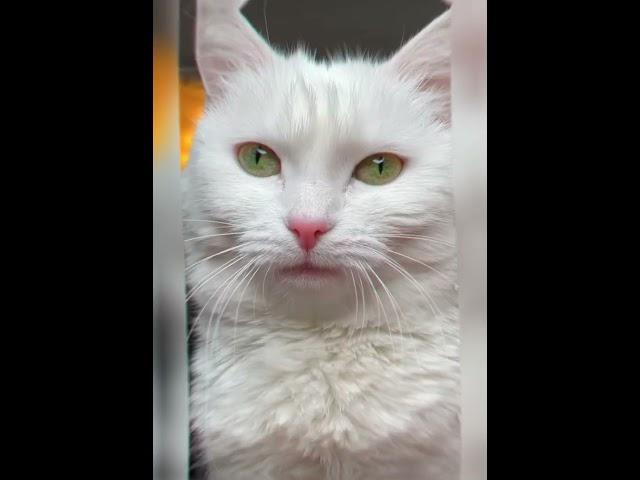 Sofiadelmonstro