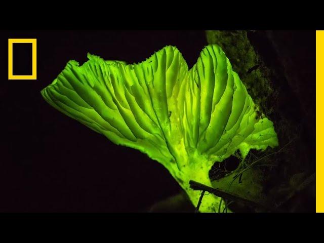 Glow-in-the-Dark Mushrooms: Nature’s Night Lights | National Geographic