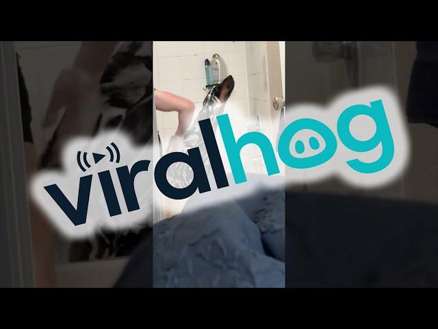 Doberman Gets a Bath || ViralHog