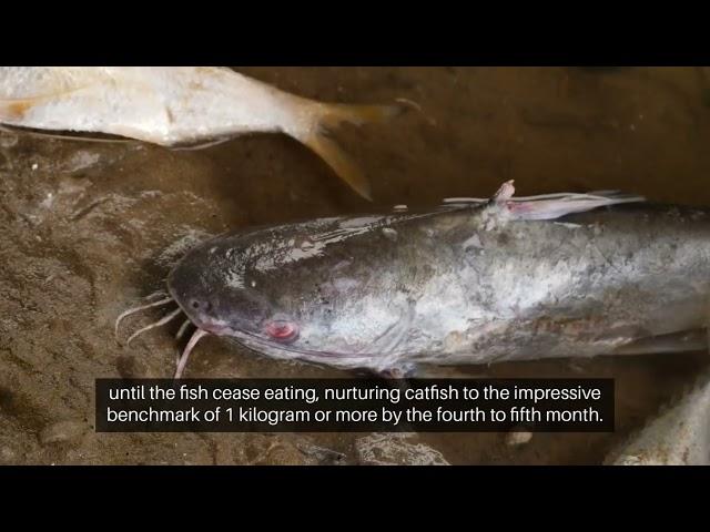 The Best Catfish Feeding Techniques