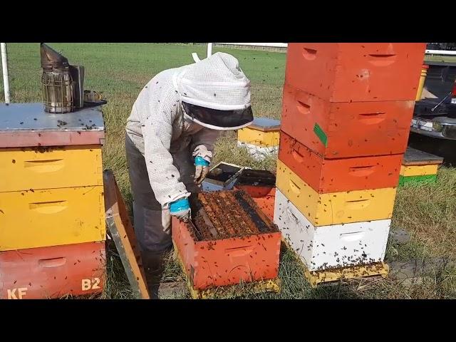 Two queens in a hive