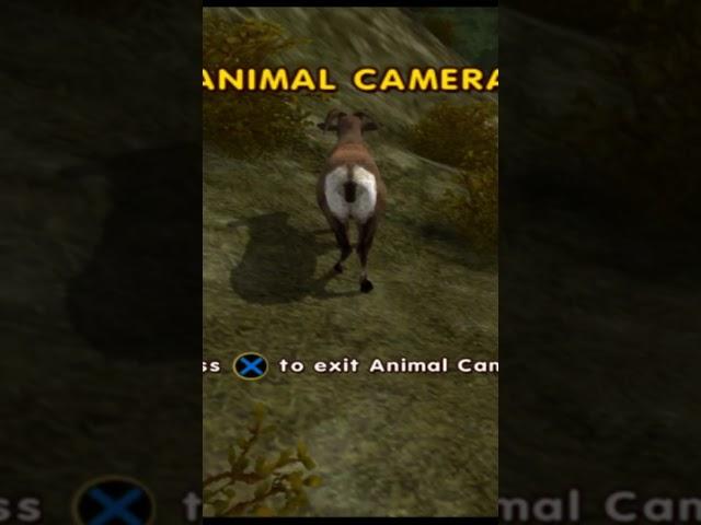 the deer hasn't realised it's dead  #ps2 #cabelas #shorts