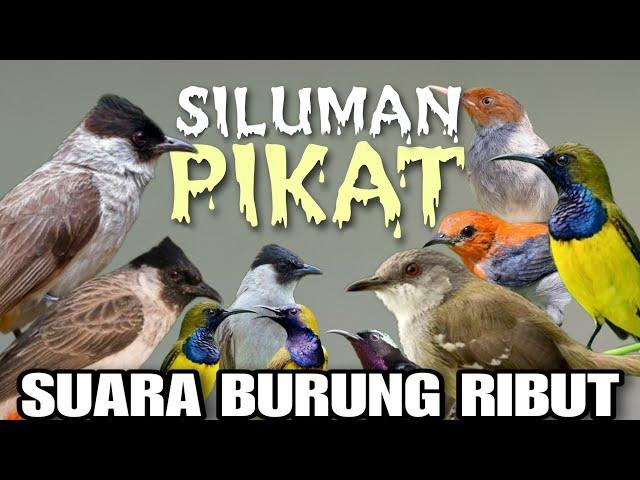 Suara Pikat Burcil Kombinasi Kutilang dan Burcil ribut