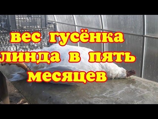 Вес гусёнка линда в пять месяцев.