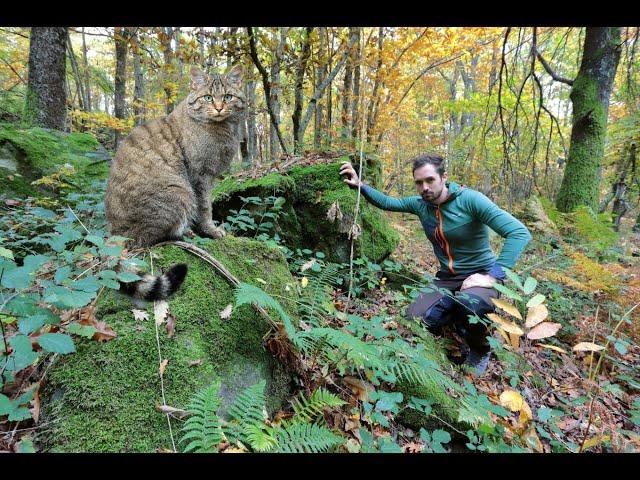 Il GATTO SELVATICO, fantasma dei boschi