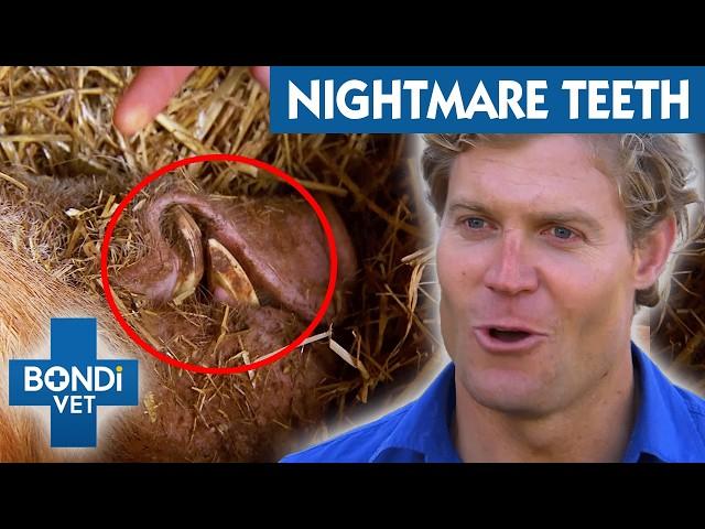 Shocking Pet Teeth Disasters! | Best Of Bondi Vet