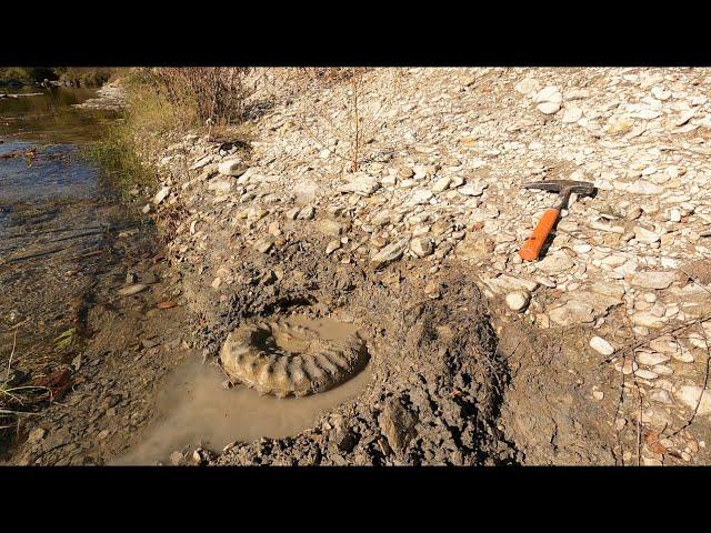 I Discovered My BIGGEST AMMONITE FOSSIL (So Far!)